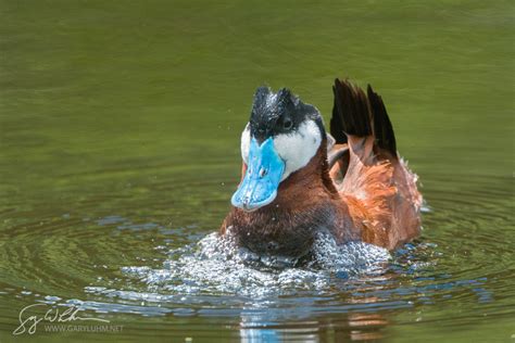 ducks gary luhm photography
