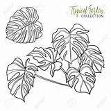 Monstera Coloring Tropical Leaf Fantasie sketch template