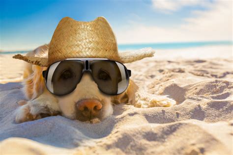 summer safety tips  keeping  dog cool uga today