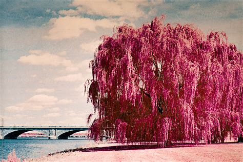 Weeping Willow Tree Along The Potomac River In Washington D C By