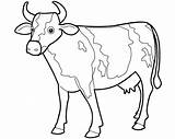 Cow Drawing Coloring Outline Animals Drawings Cute Animal Kids Draw Pages Colour Carabao Clipart Wallpaper Beautiful Cows Color Printable Line sketch template