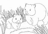 Wombat Colouring Pages Coloring Scene Colour Activityvillage Australian sketch template