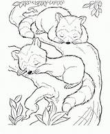Coloring Pages Raccoon Letscolorit Baby Cute Animal Sleeping sketch template