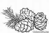 Pine Coloring Pages Cone Cones Colorkid Printable Gif sketch template