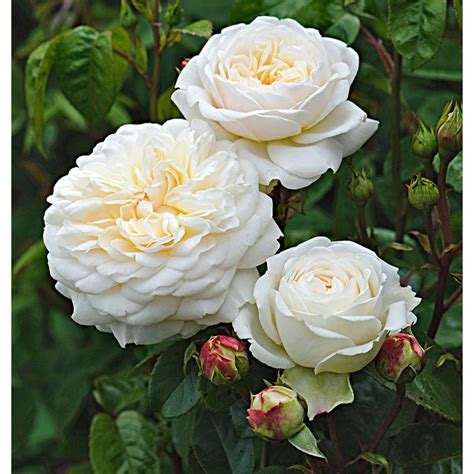 david austin roses white flower farm
