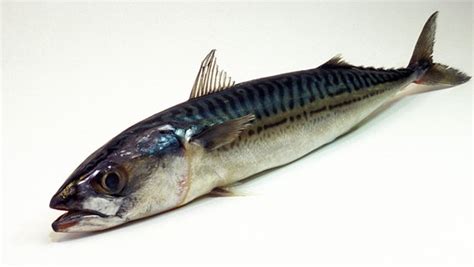fisch essen liste der wichtigsten speisefische ndrde ratgeber