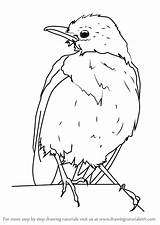 Towhee Eastern Draw Step Drawing sketch template