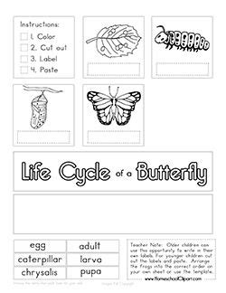 life cycle   butterfly cut paste worksheet ultimate