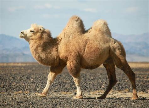 If Camel Humps Don T Contain Water What S Inside