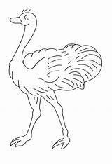 Autruche Ostrich Avestruz Coloriages Colorear Dibujos sketch template