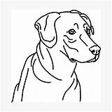 Hound Plott Drawing Redbubble Wall Photographic Print sketch template