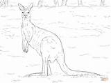 Coloring Kangaroo Pages Western Grey Printable Cute Drawing Kangaroos Supercoloring Australian Animals Comments Categories sketch template