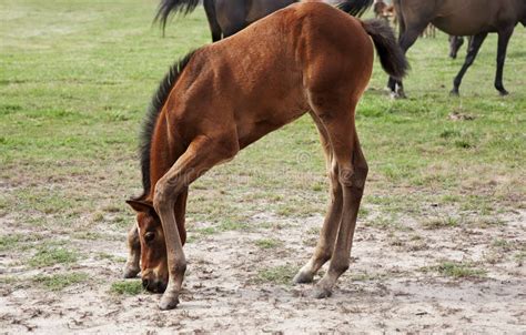 thoroughbred baby foal stock photo image  grass female