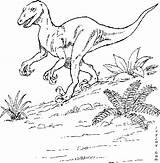 Coloring Megaraptor sketch template