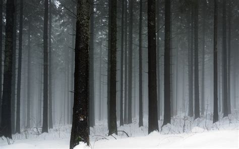 snowy dark forest wallpaper wallpapertag