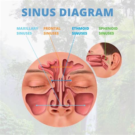 sinuses   side  maxillary sinus  frontal sinus  ethmoid sinus