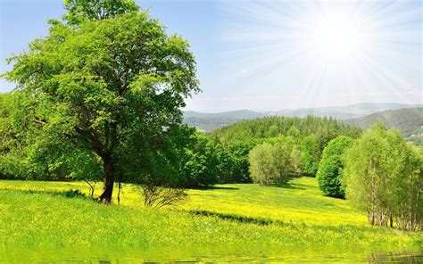 nature forest trees sun green meadow