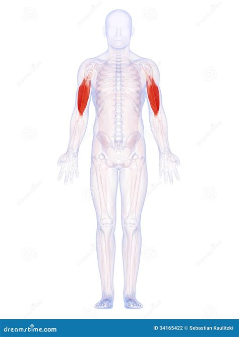 upper arm muscles stock illustration illustration  upper