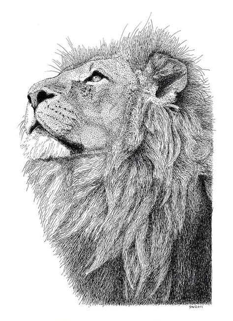 lion drawing  scott woyak