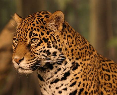 picture    jaguar panthera onca pictures images animals