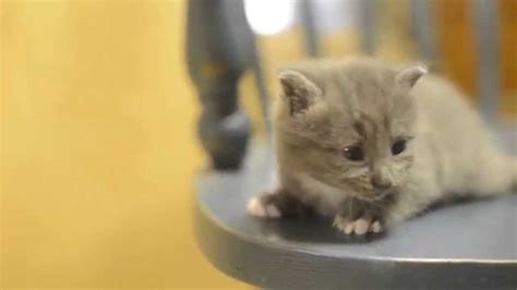 cute kitten meowing [hd] youtube