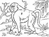 Baboon Coloringpages4u sketch template