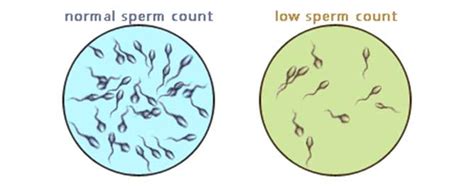 falling sperm counts are a danger we shouldn t ignore fabius maximus