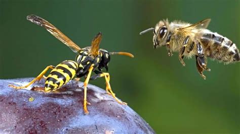 projekt wildbienen balger natur umwelt und naturschutz im rheintal gemeinde balgach