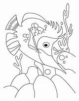 Coloring Pages Salmon Fish Jalpari Getcolorings sketch template