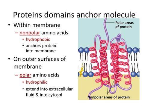 hydrophobic amino acids located  cell membrane coachlasem