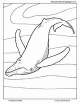 Coloring Whale Pages Mammals Humpback Manatee Book Animal Kids Printable Colouringpages Au Color Sheets Information Animals Books Colouring Preschool Popular sketch template