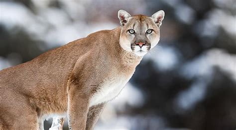 managing our cougar population ~ town hall meeting hosted by rep
