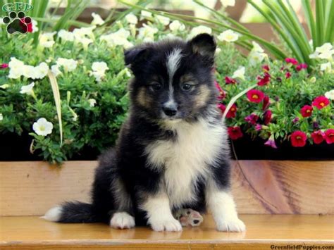 51 Best Husky Pomeranian Mix Images On Pinterest Fluffy