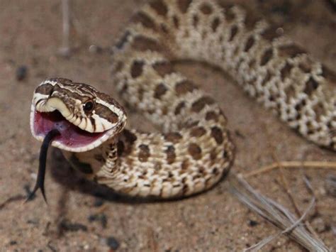 hognose snake western    favorites  face cute creatures