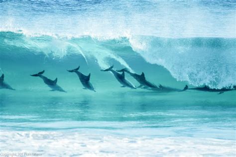 south west marine life images  ian wiese series  dolphins