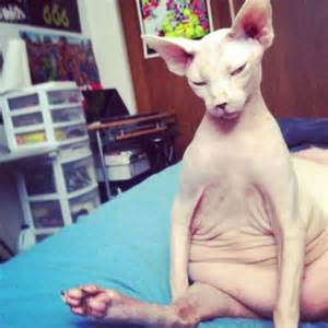 still don t like hairless cats but this one s fat i bet this is