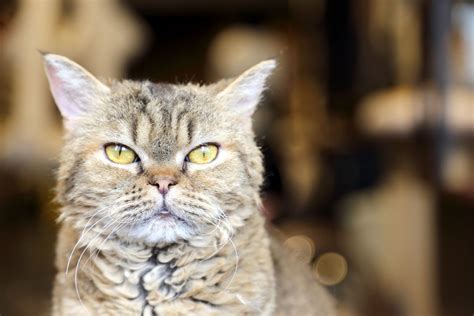 laperm cat breed profile characteristics care