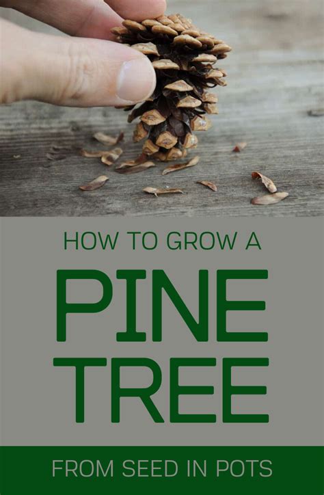 grow  pine tree  seed  pots   pine seeds pine