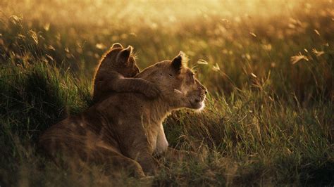 baby lion hugs mother lion hd wallpaper hd nature wallpapers