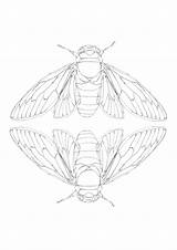 Cicada Insect Visuals Linocut sketch template