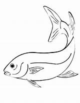Fish Coloring Drawing Pages Line Template Drawings Bass Animal Printable Koi Kids Draw Animals Colouring Fishing Outline Templates Sketch Betta sketch template