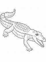 Crocodile Nile Getcolorings sketch template