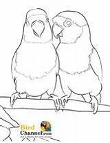 Lovebirds sketch template