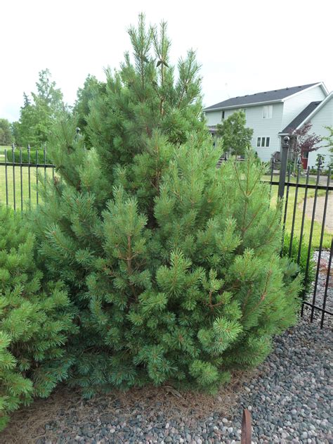 Dwarf Scotch Pine The Perfect Size For Your Dwarf Backyard