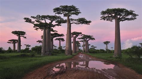 baobab tree fonds decran hd  images