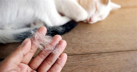 cat losing hair