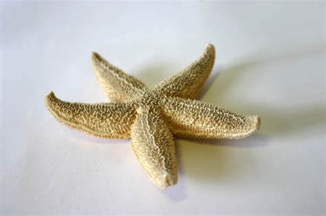 starfish  photo  freeimages