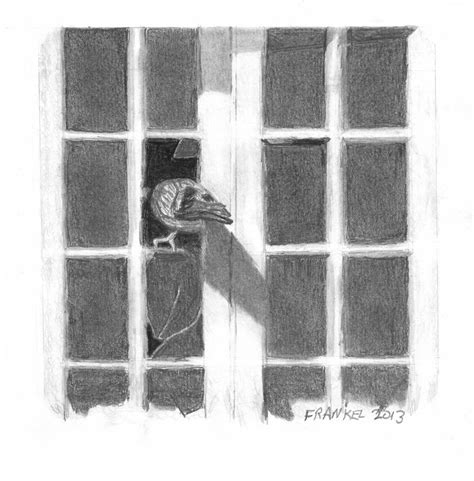 Pidgeon In A Broken Window Drawing By Jeffrey Frankel