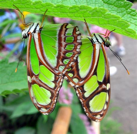 Butterfly Sex Two Green Butterflies Having Well S Flickr
