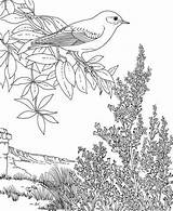 Coloring Bluebird Sagebrush Blumen Malvorlagen Kostenlos Ausmalen Erwachsene Topfen Farbung Adulte Supercoloring sketch template